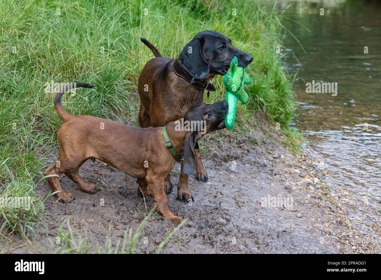 old and young tracker dog with toy Stock Photo