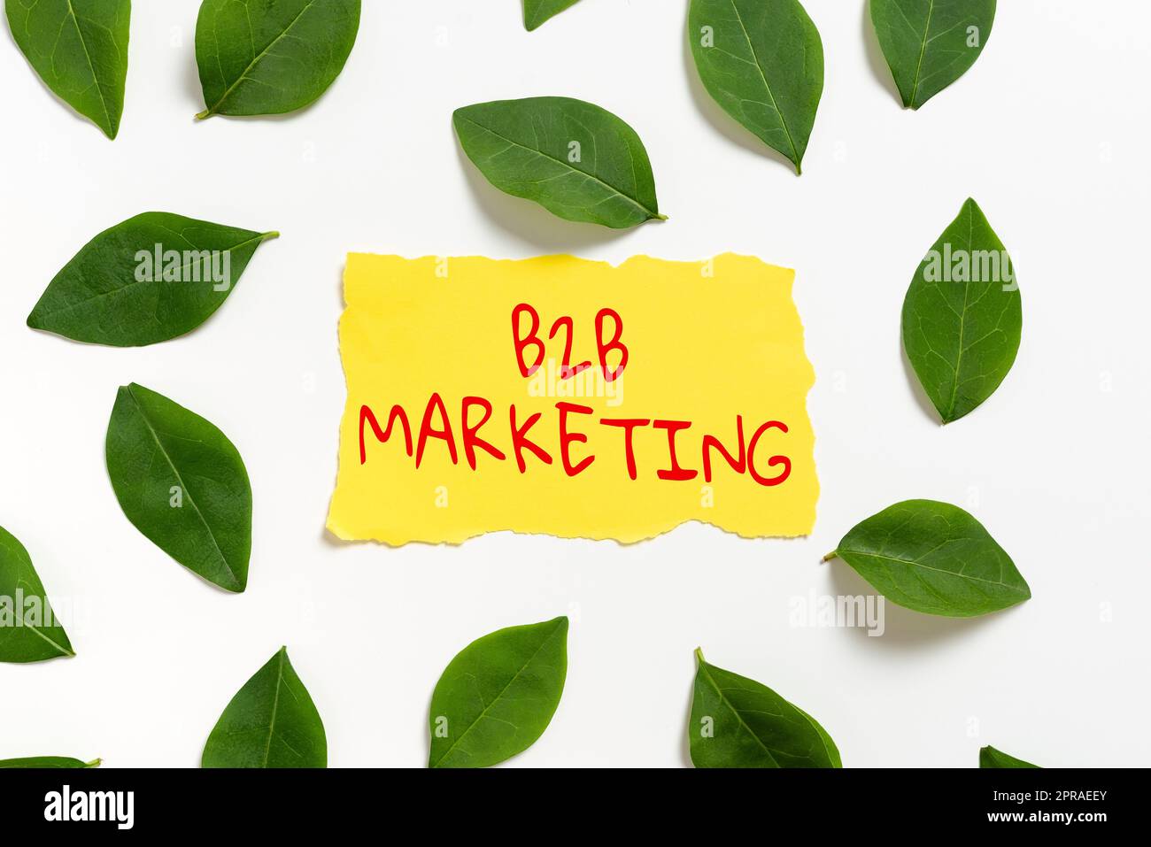 Conceptual caption B2B Marketing. Business concept Partnership Companies Supply Chain Merger Leads Resell Blank Paper Surrounded With Leaves For Wedding Invitation And Cards. Stock Photo