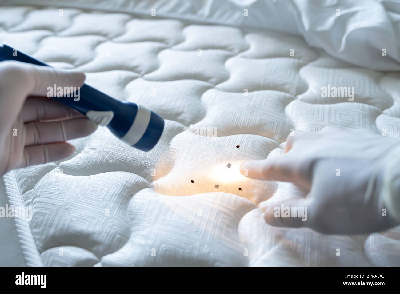 Bed Bug Infestation And Treatment Service Stock Photo - Alamy