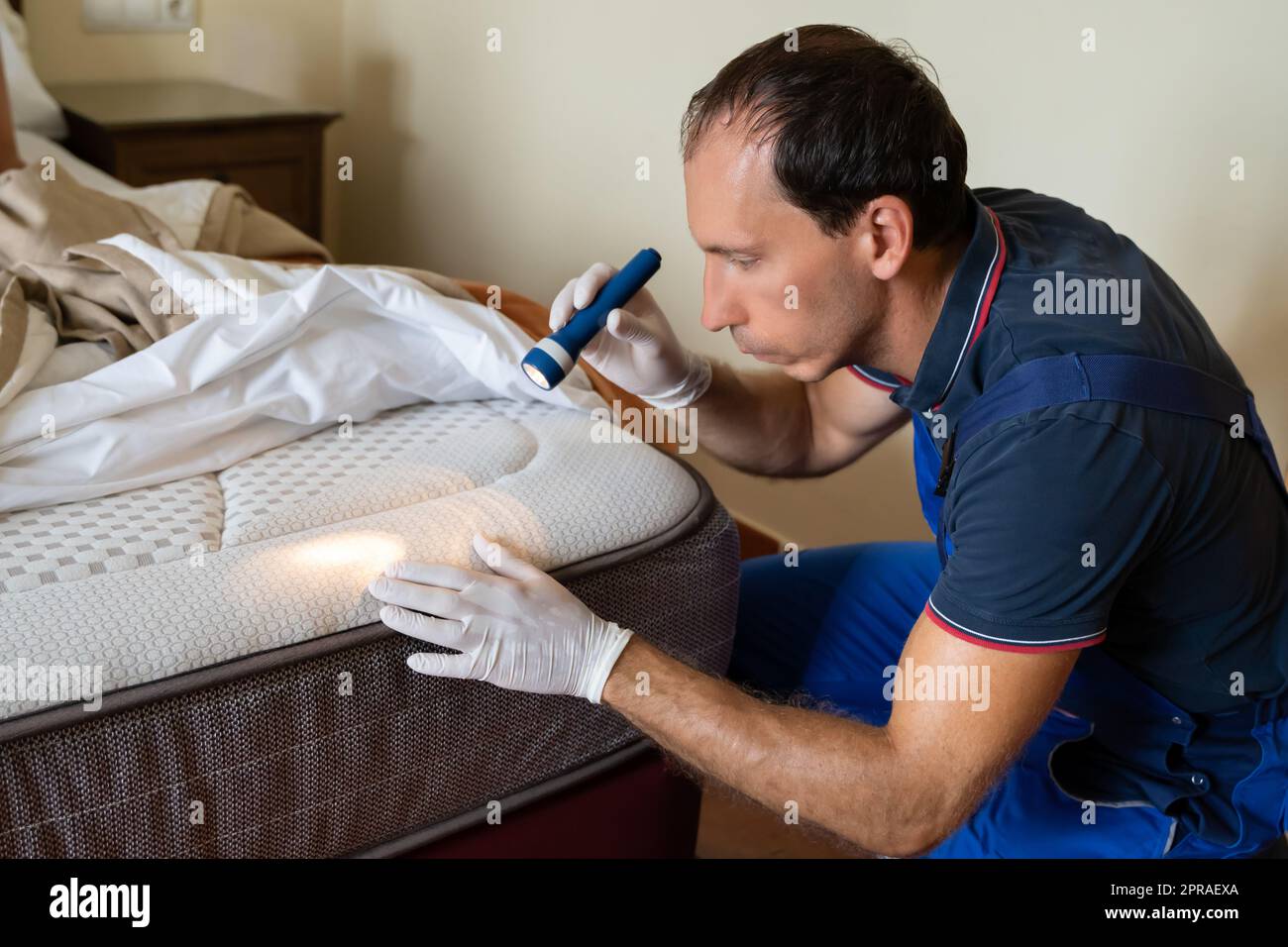 Bed Bug Infestation And Treatment Service. Bugs Extermination Stock