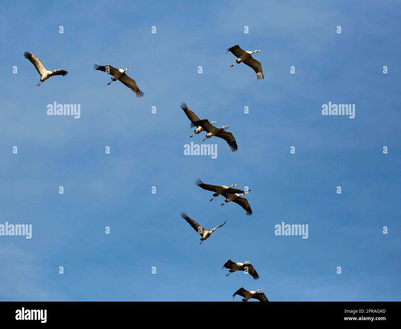 Cranes flying in blue sky Stock Photo - Alamy