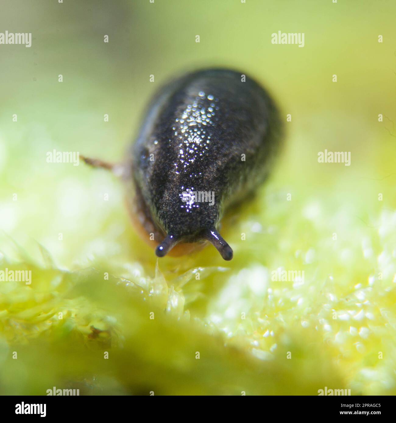 A highresolution closeup image of a slug grazing on lush green grass