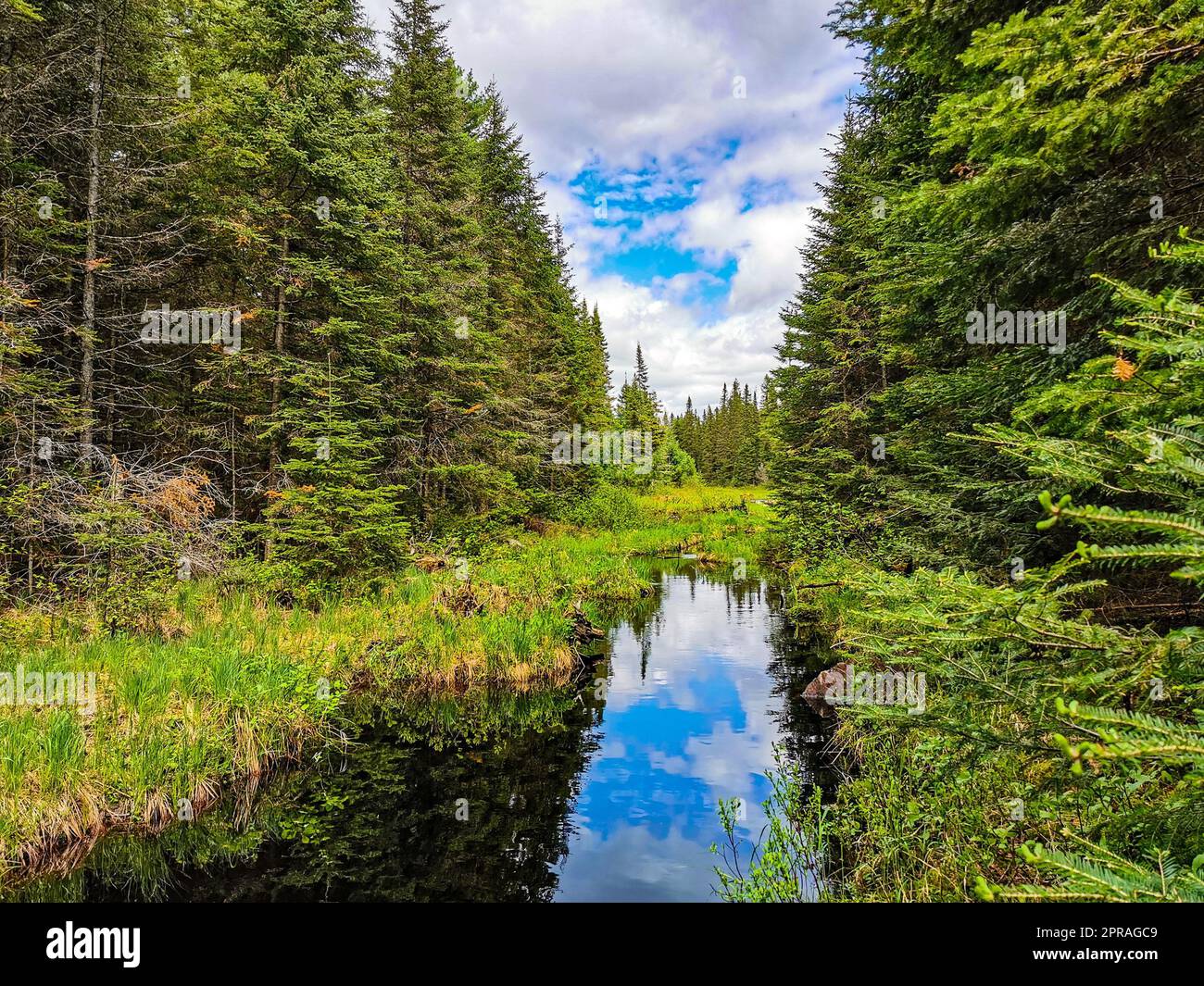A river meandering through a lush green forest, surrounded by tall ...