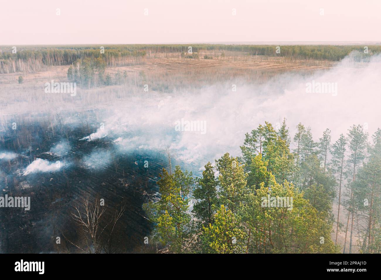 Aerial View. Spring Dry Grass Burns During Drought Hot Weather. Bush Fire And Smoke In Deforestation Zone. Wild Open Fire Destroys Grass. Nature In Danger. Ecological Problem Air Pollution Stock Photo