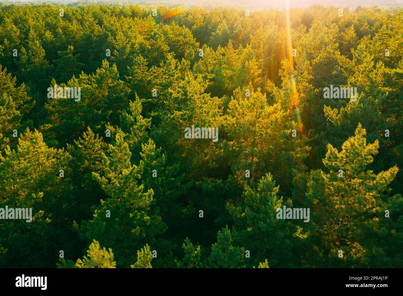 Aerial View Of Green Pine Coniferous Forest In Landscape In Spring. Top View Of European Woods At Springtime. Sunset Sunrise Lights Stock Photo