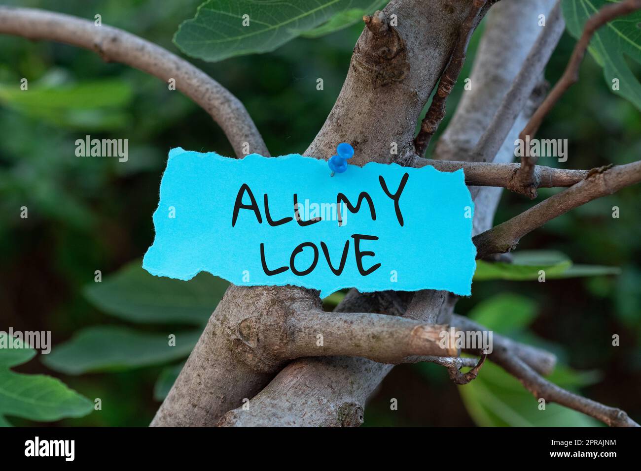Hand writing sign All My Love. Internet Concept The whole affection and good feeling for you Romance happiness Blank Adhesive Note Pinned On Tree Branch For Business Promotion. Stock Photo