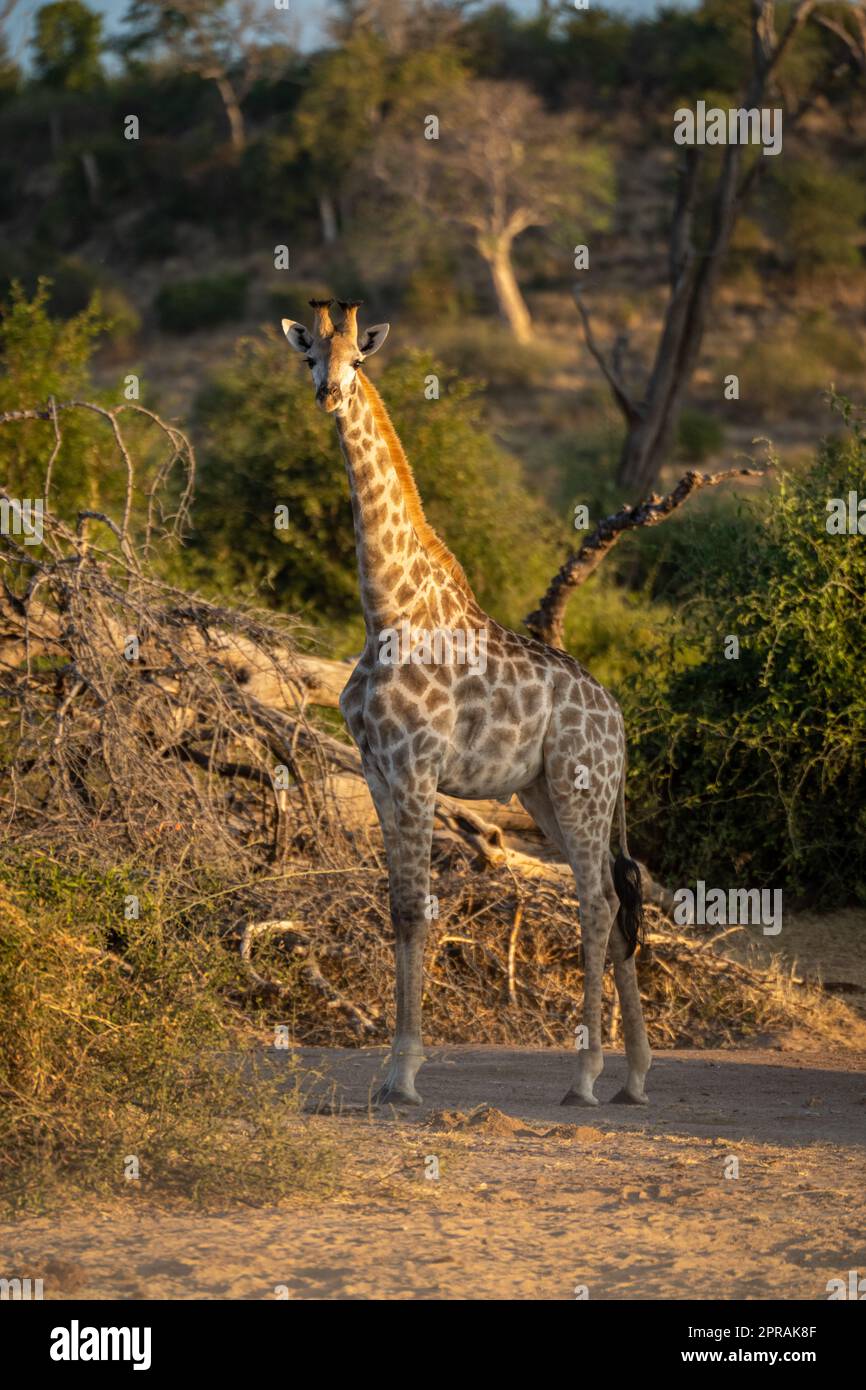 Young southern giraffe stands staring towards camera Stock Photo