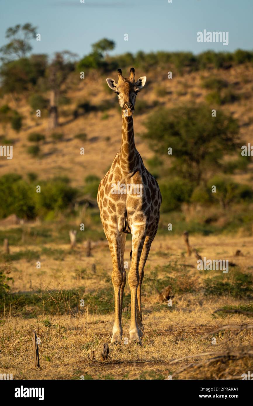 Southern giraffe stands facing camera in savannah Stock Photo