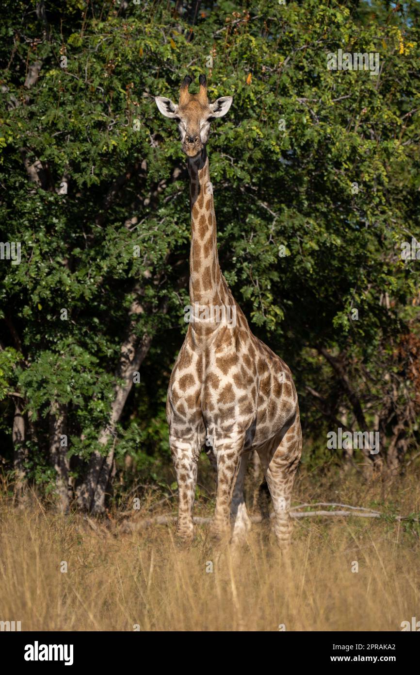 Southern giraffe stands facing camera in grass Stock Photo