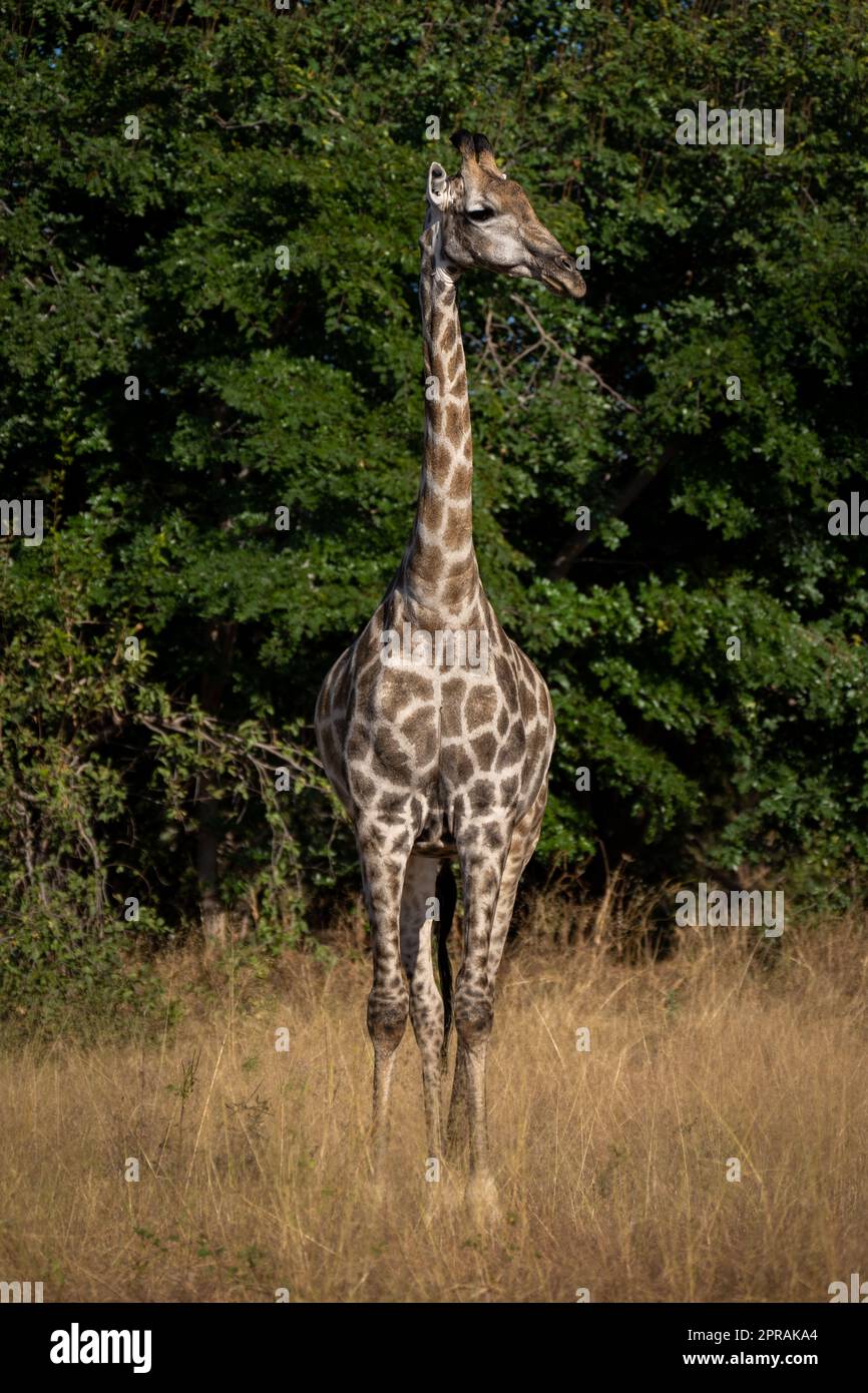 Southern giraffe stands facing camera turning head Stock Photo