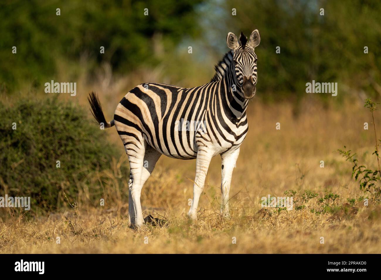 Plains zebra stands near bush eyeing camera Stock Photo