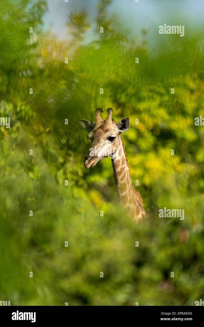 Southern giraffe head and neck in bushes Stock Photo