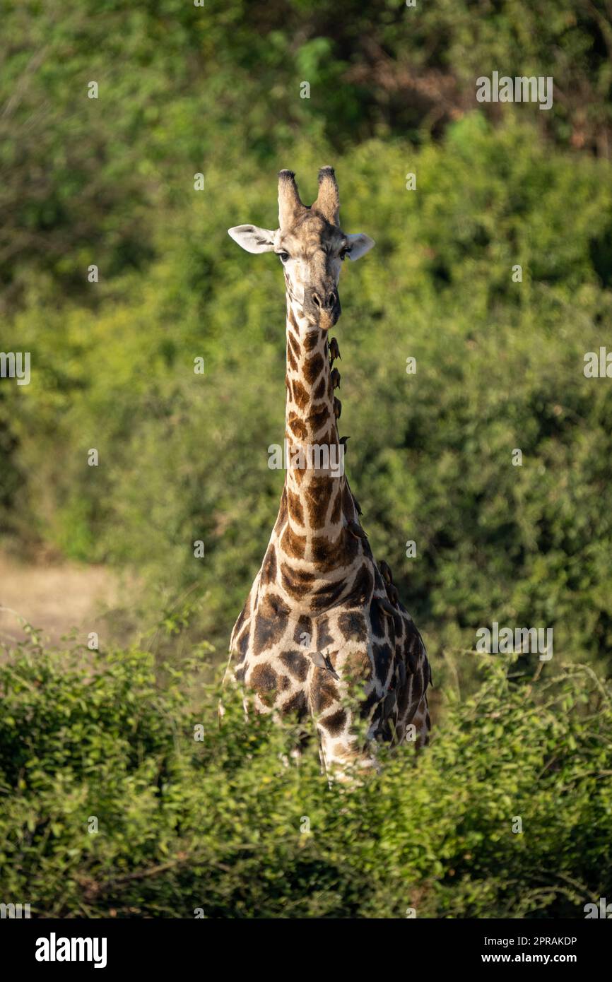 Southern giraffe stands behind bush facing camera Stock Photo