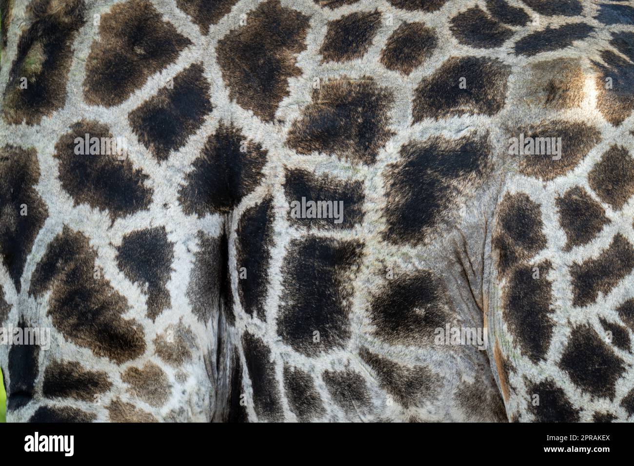 Coat of giraffe hi-res stock photography and images - Alamy