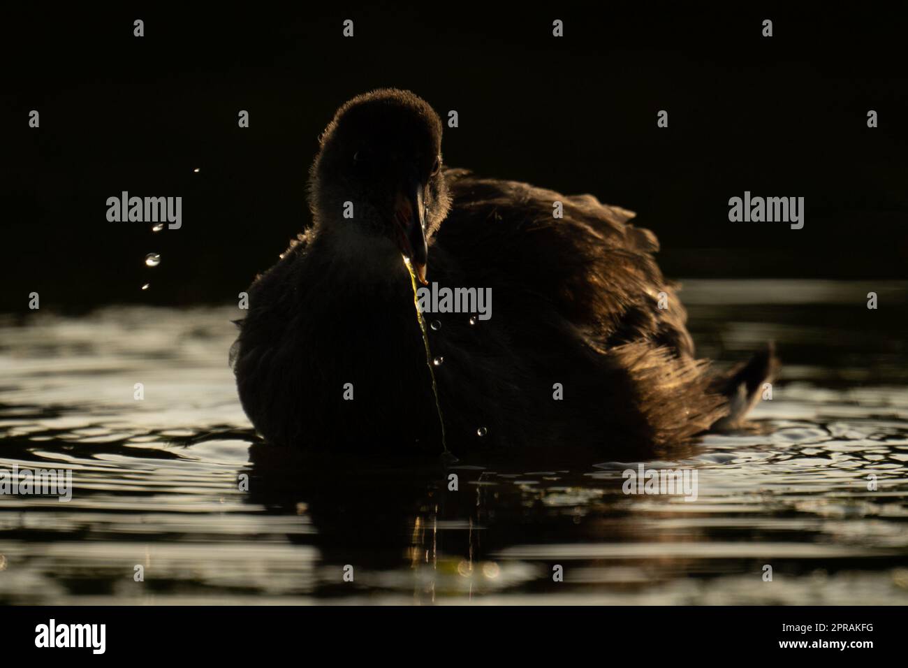 Juvenile moorhen in river with black background Stock Photo