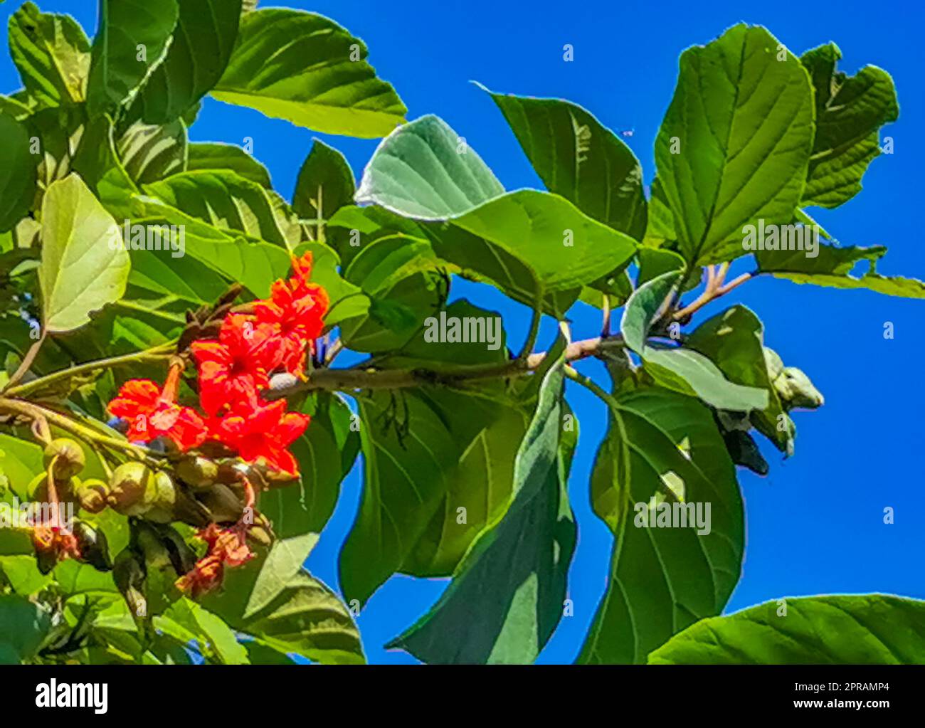 Kou Cordia subcordata flowering tree with orange flowers in Mexico. Stock Photo