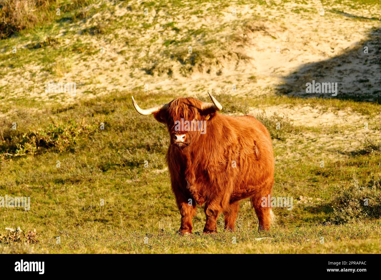 A Scottish Highland cattle in the North Holland dune reserve. Schoorlse Duinen, Netherlands. Stock Photo