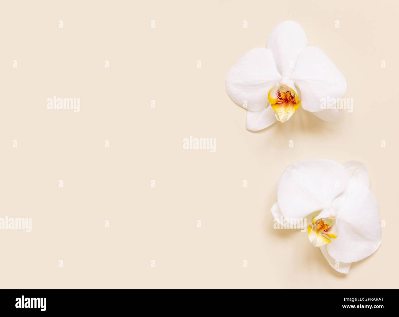 Tropical white flowers hi-res stock photography and images - Alamy