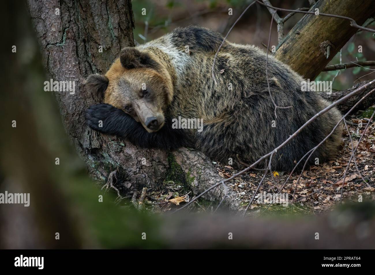 Vulnerable brown bear lying near the tree in autumn Stock Photo
