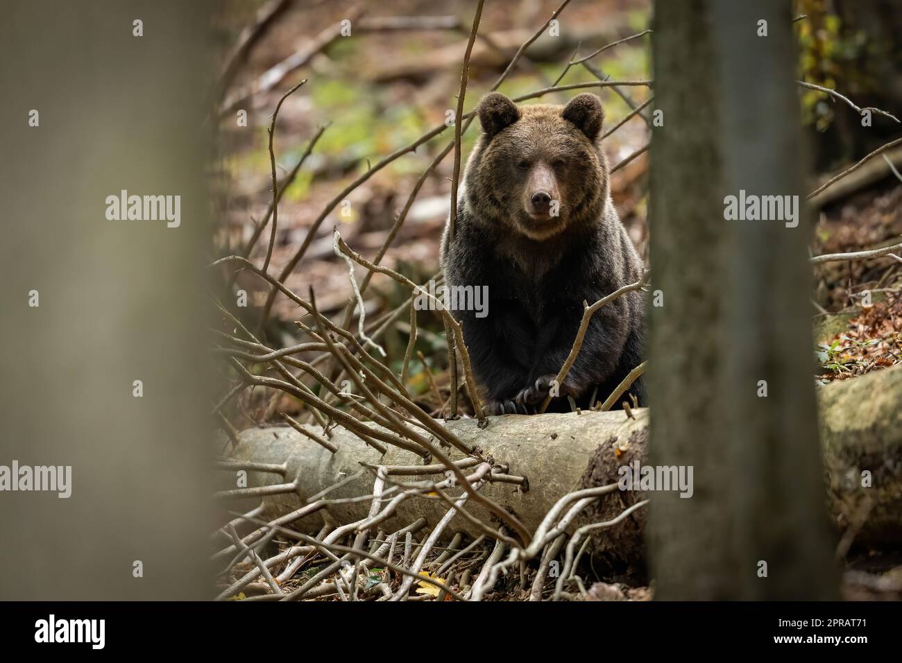 Curious brown bear peeking out from behind a fallen tree in spring forest Stock Photo