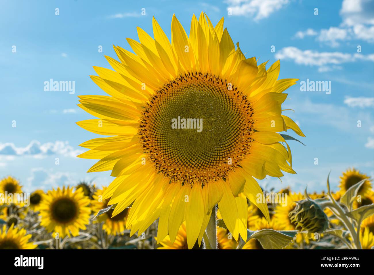 Oil advertisement hi-res stock photography and images - Page 2 - Alamy