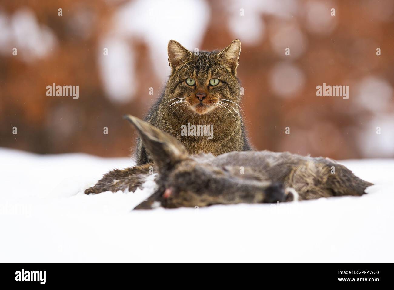 European wildcat eating dead prey on snow in winter Stock Photo