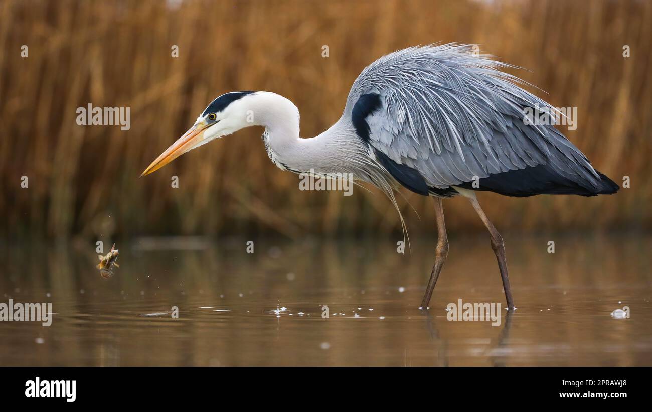Grey heron looking to the fish in river in shot form side Stock Photo