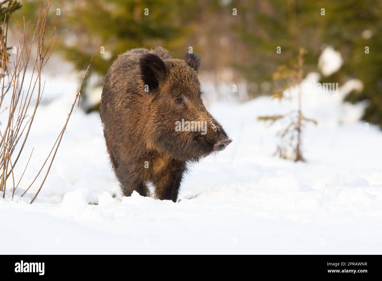 Wild boar approaching on snowy glade in winter nature Stock Photo