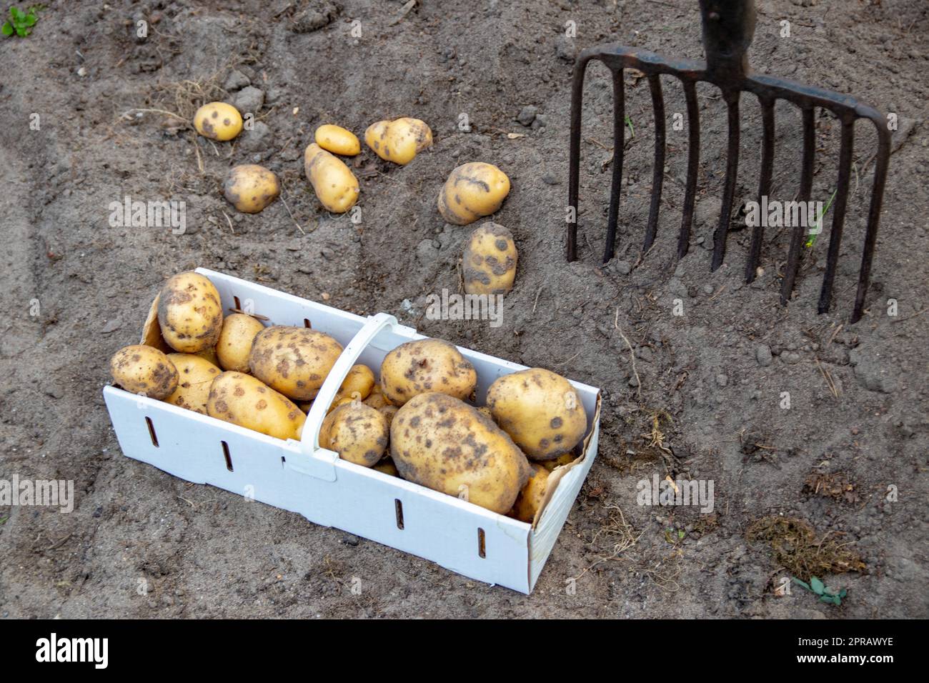Harvesting potatoes. Fresh organic potatoes are lifted out of the ground with a pitchfork and stored in a basket. Farmer in the garden. Potato harvest from the soil. Stock Photo