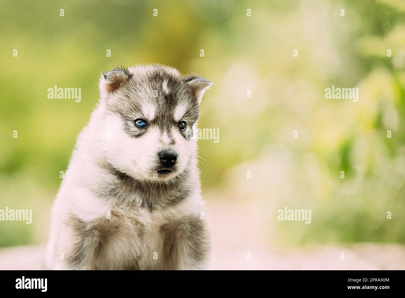 Four-week-old Husky Puppy Of White-gray Color. Close up Portrait Stock Photo