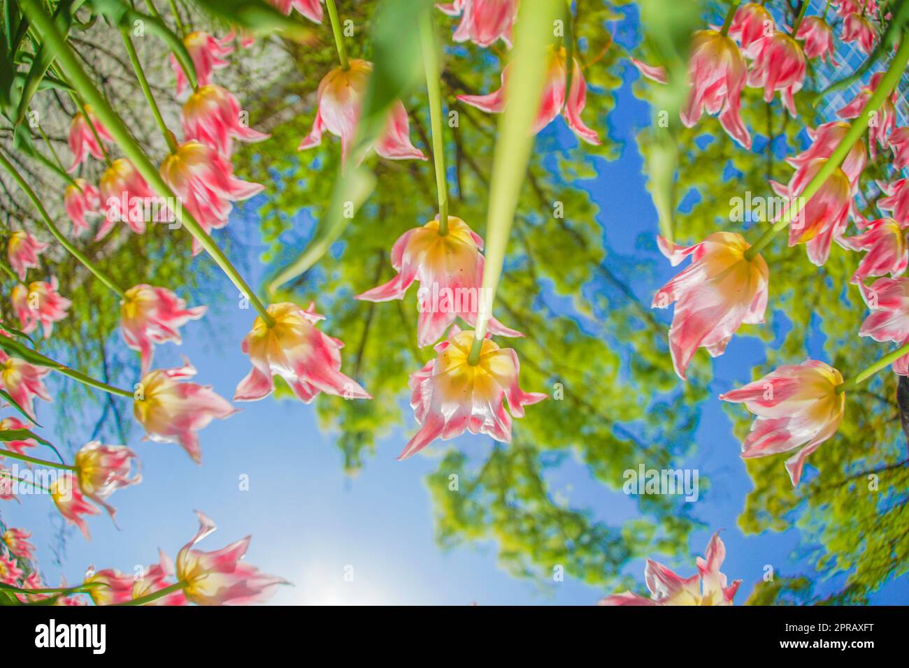 Pink tulips and sunny sky Stock Photo - Alamy