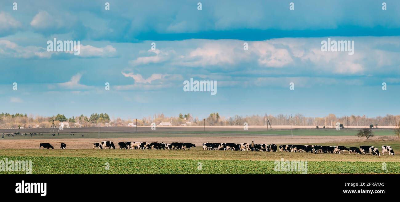 Panorama, Panoramic View Of Cattle Of Cows Grazing In Meadows Pasture. Spring Green Pasture Landscape Stock Photo