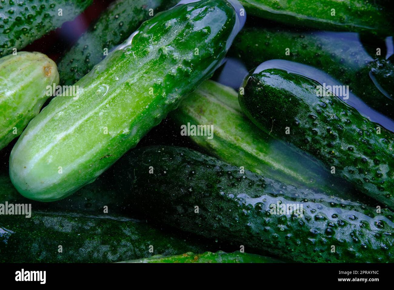Soaking cucumbers in ice cold water for 4 to 5 hours before pickling gives nice crisp pickles. Home food hack. Stock Photo