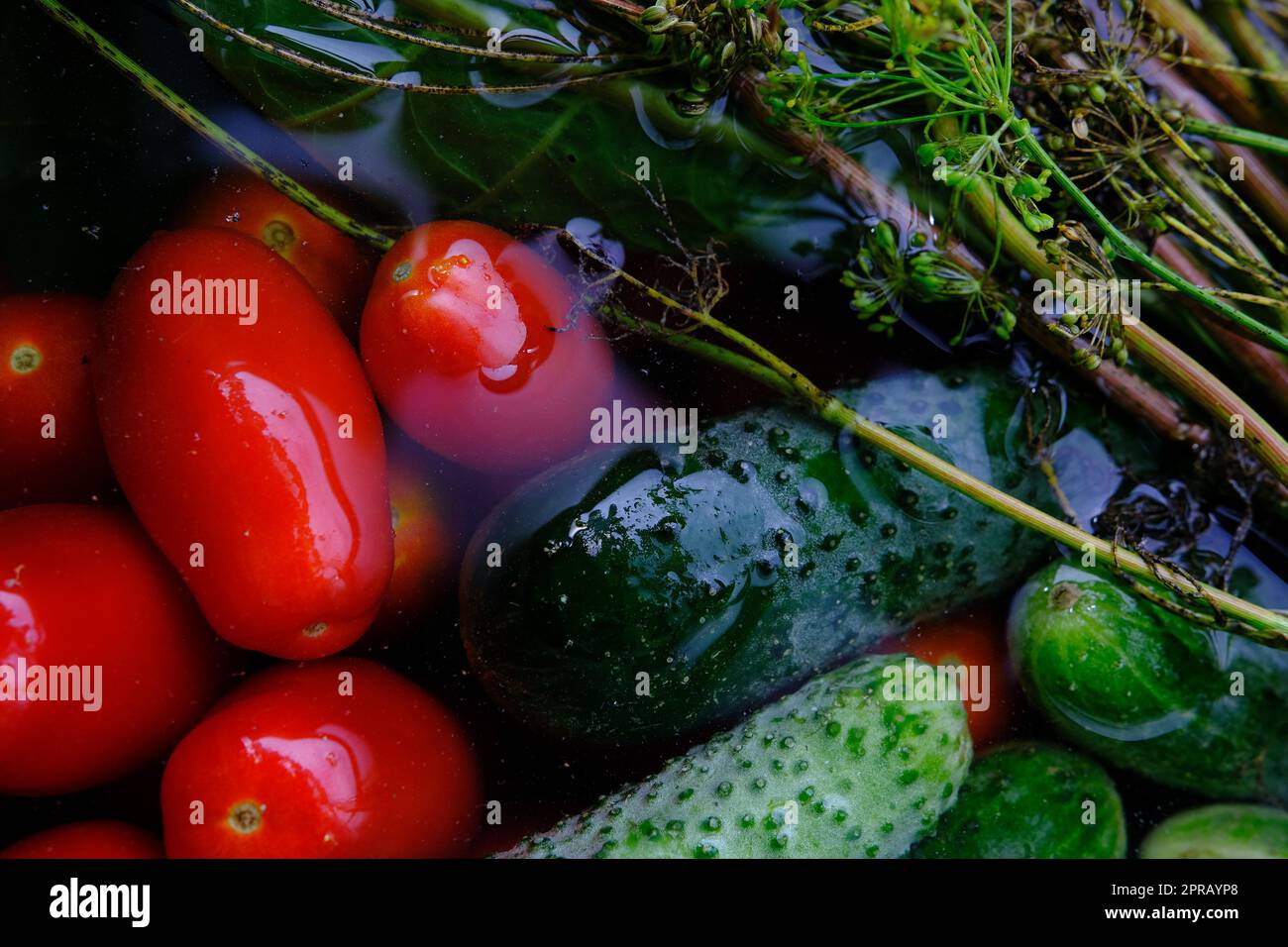 The cucumbers, tomatoes, and dill are ready for pickling once they have been picked. Stock Photo