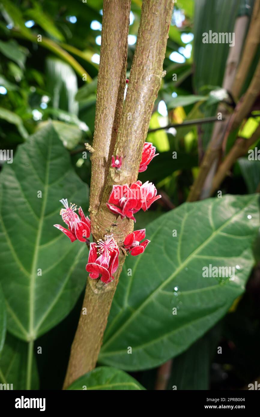 Goethea cauliflora - brasilianisches Malvengewächs im botanischen ...
