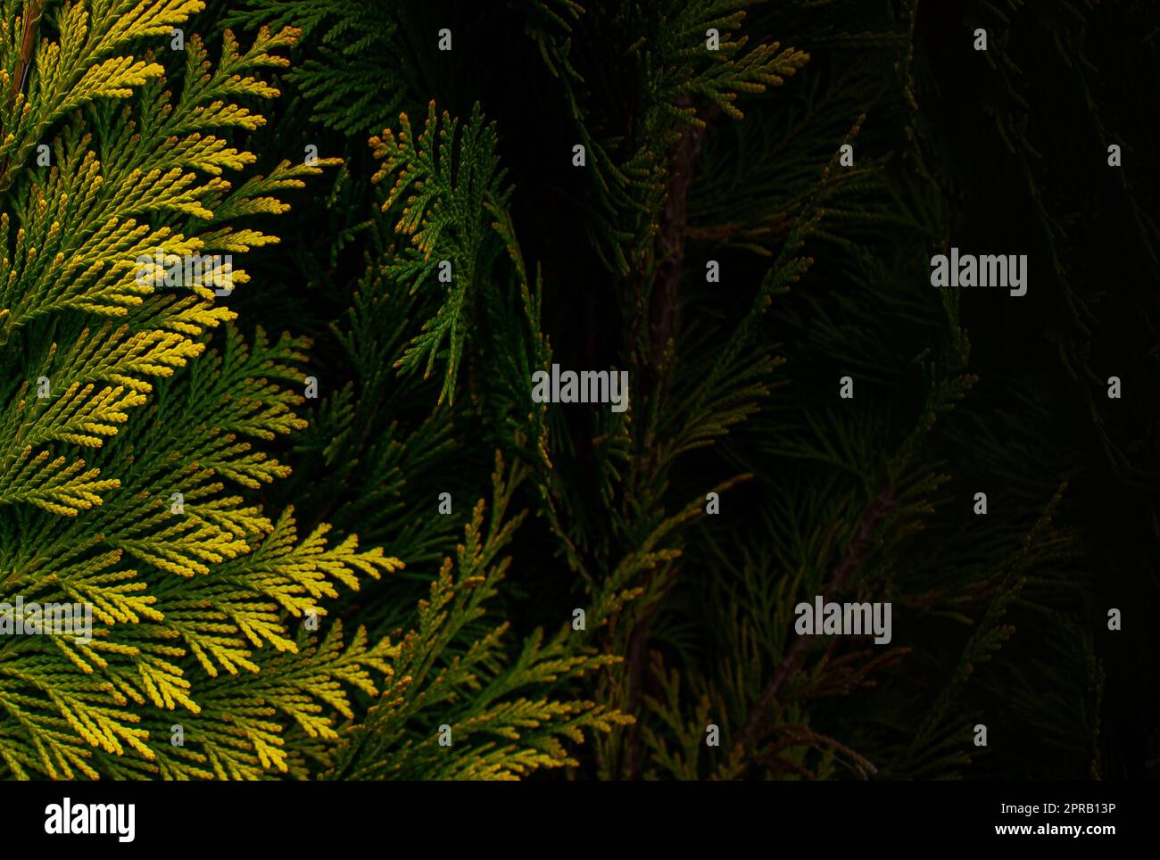 Banner of yellow thuja. Natural background. Natural background of yellow thuja leaves with copy space. Beautiful leaf texture. Stock Photo