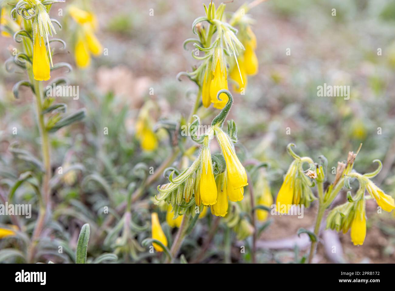 Onosma bracteatum hi-res stock photography and images - Alamy