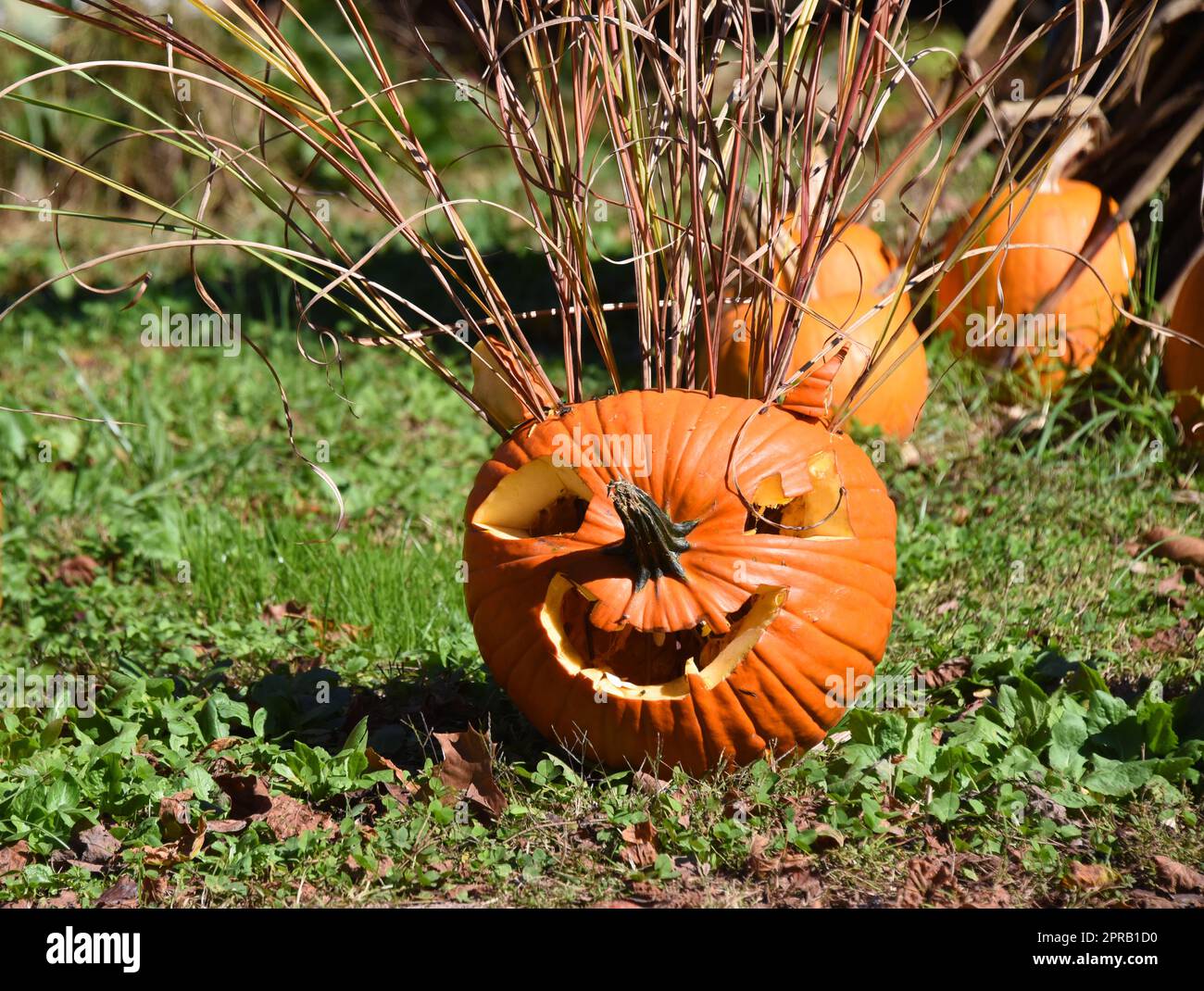 Wild pumpkins hi-res stock photography and images - Alamy