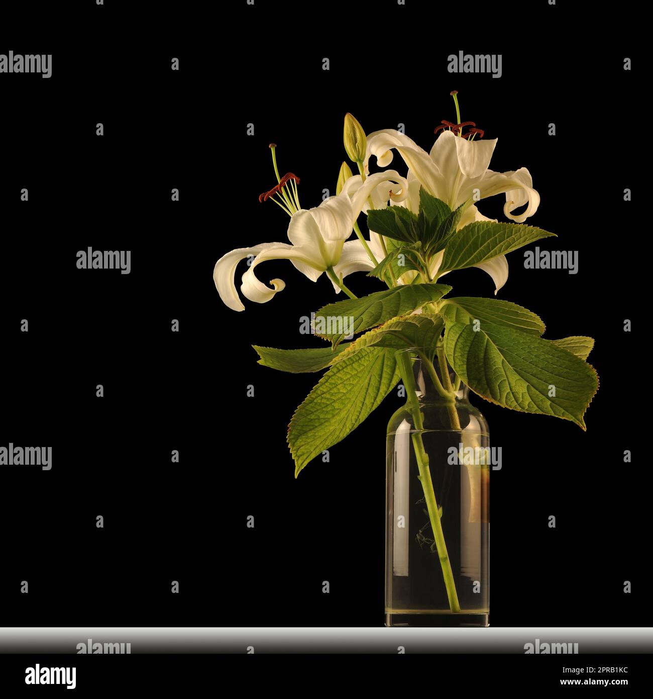 White lilies in a glass vase on a black background Stock Photo - Alamy