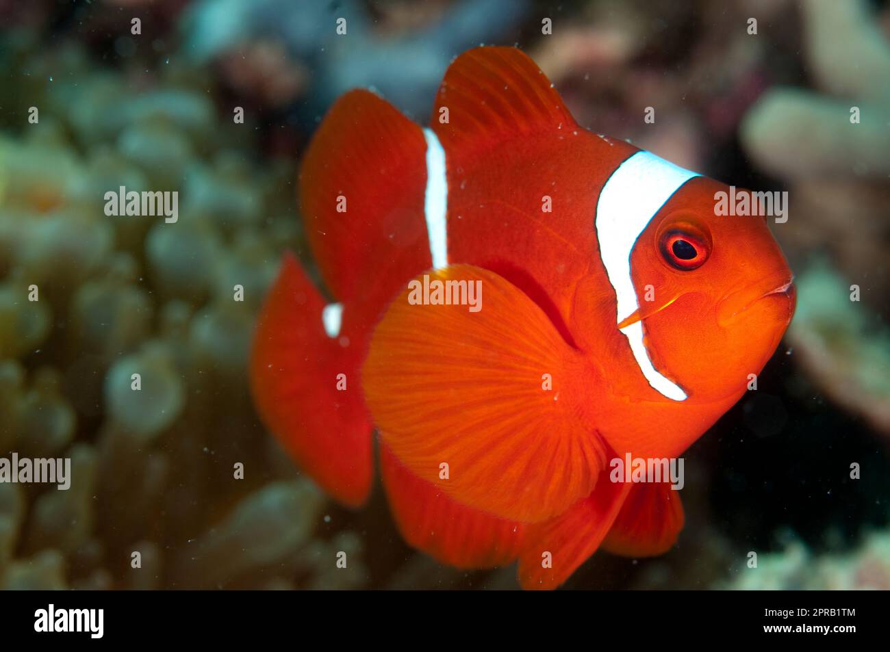 Spinecheek Anemonefish, Premnas biaculeatus, in Bulb Tentacle Sea