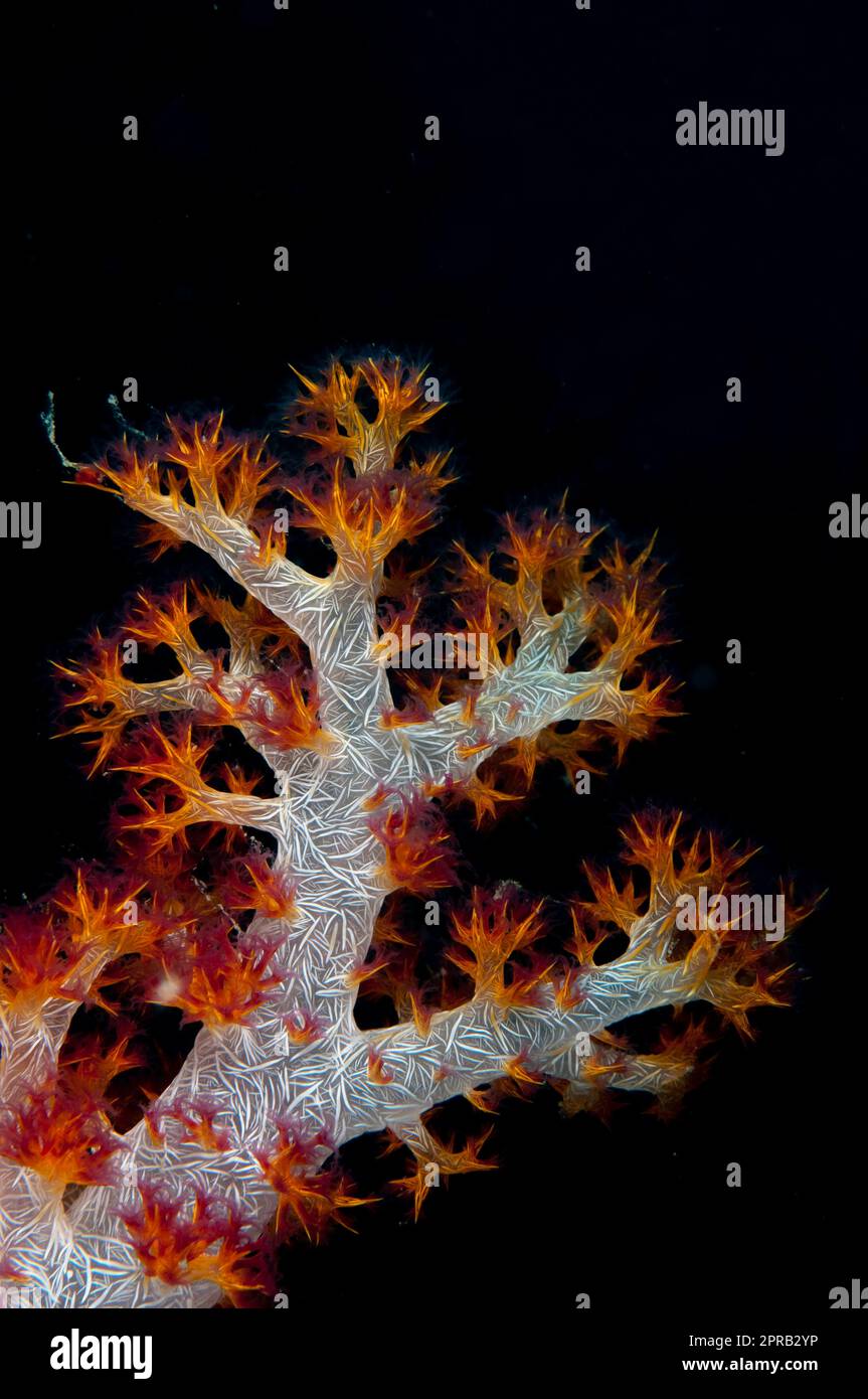 Spiny Carnation Coral, Spongodes sp, with sclerites in stem, Pulau