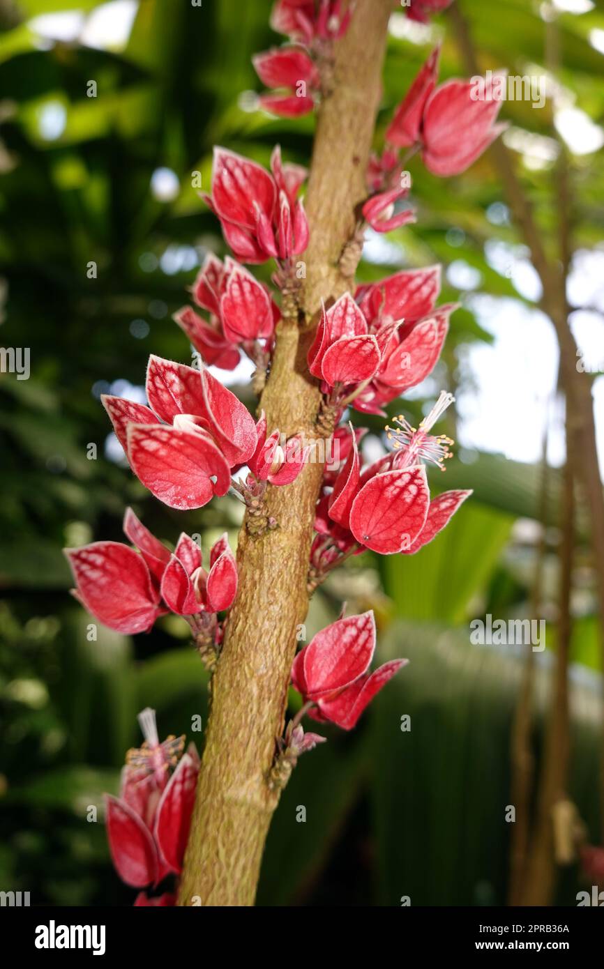 Goethea cauliflora - brasilianisches Malvengewächs im botanischen ...