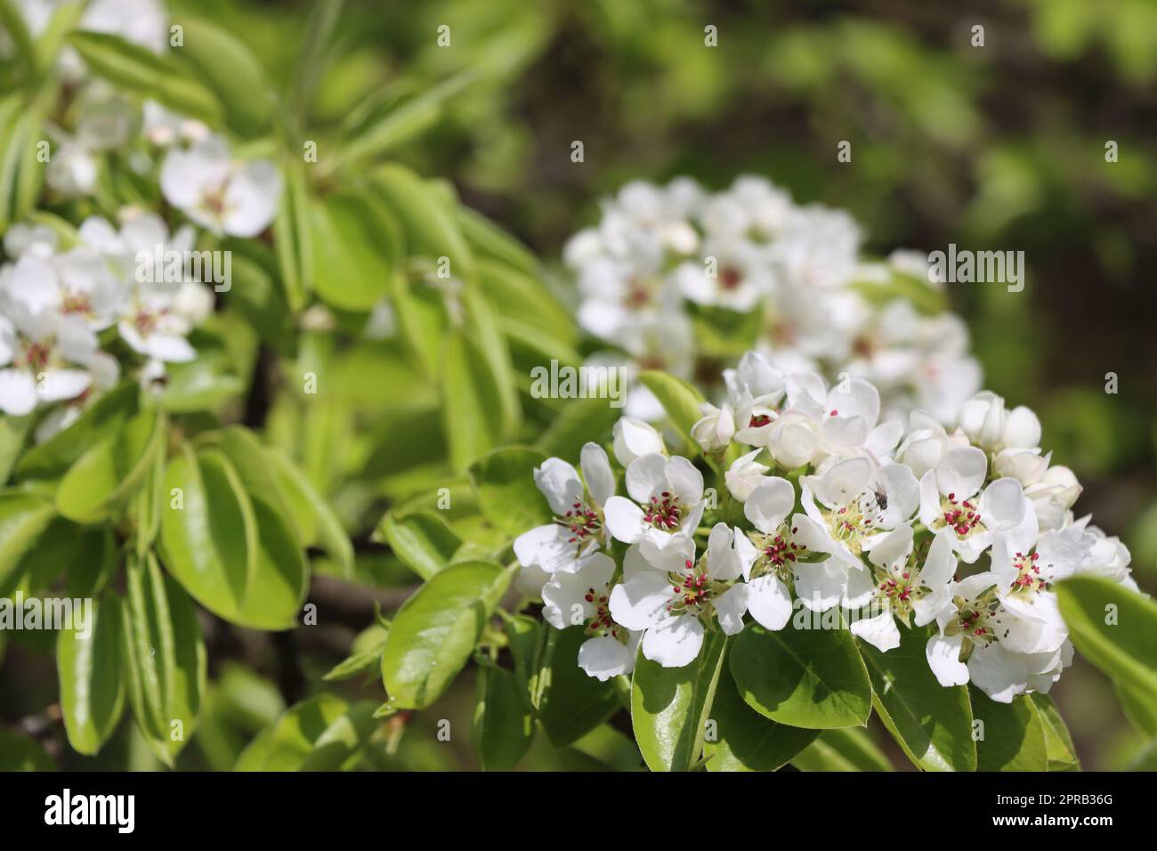 Birne (Pyrus communis) - Blüten und frisches Laub Stock Photo