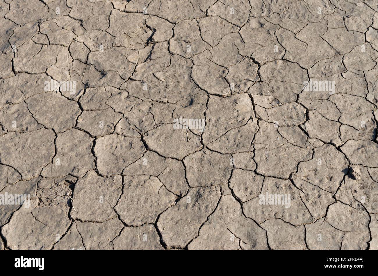 Dried and cracked mud Stock Photo