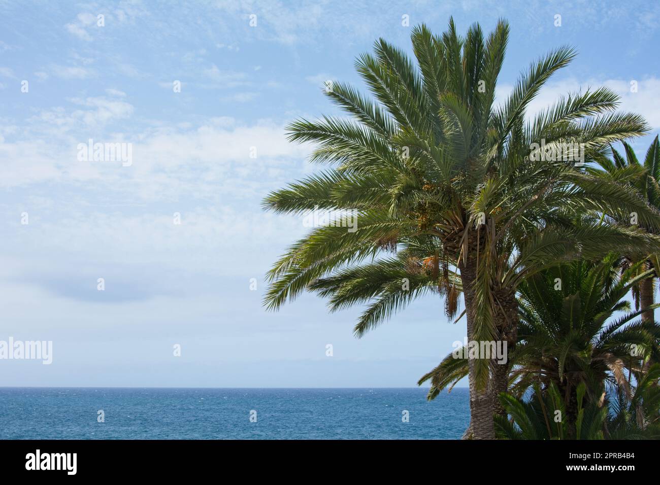 Palm trees by the sea with blue sky Stock Photo - Alamy