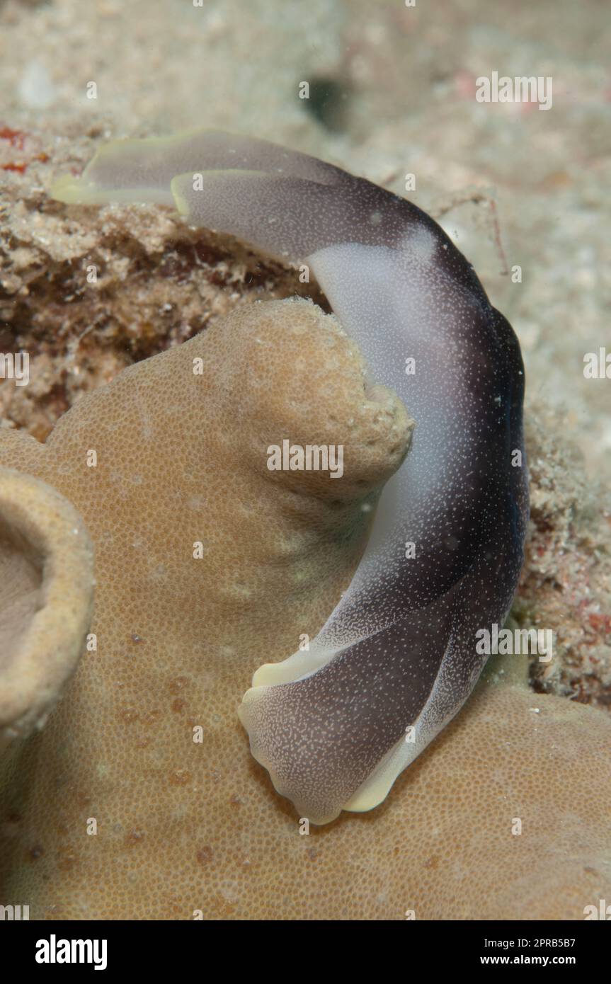 Lovely Headshield Slug, Chelidonura amoena, Pulau Putri dive site, 000 Islands, near Jakarta, Java, Indonesia Stock Photo