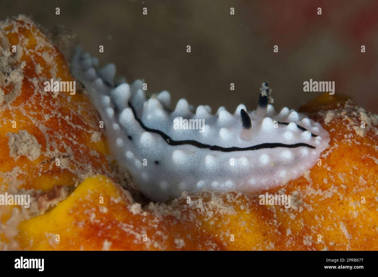 Rudman's Phyllidiella Nudibranch, Phyllidiella rudmani, with tubercules on Sponge, Porifera Phylum, Shipwreck dive site, Pulau Putri, Thousand Islands Stock Photo