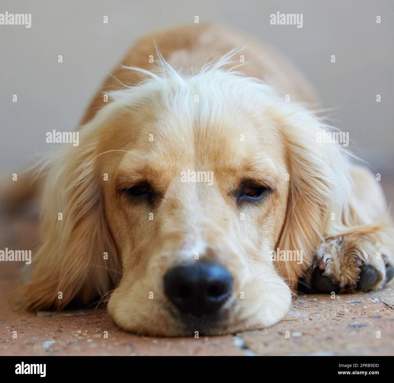 Its tiring work being a good boy all day. Portrait shot of an adorable cocker spaniel puppy resting outside. Stock Photo