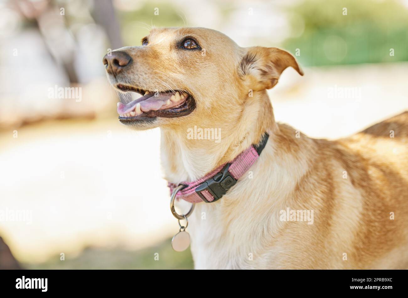 Mans best friend. an adorable dog outside in the yard. Stock Photo