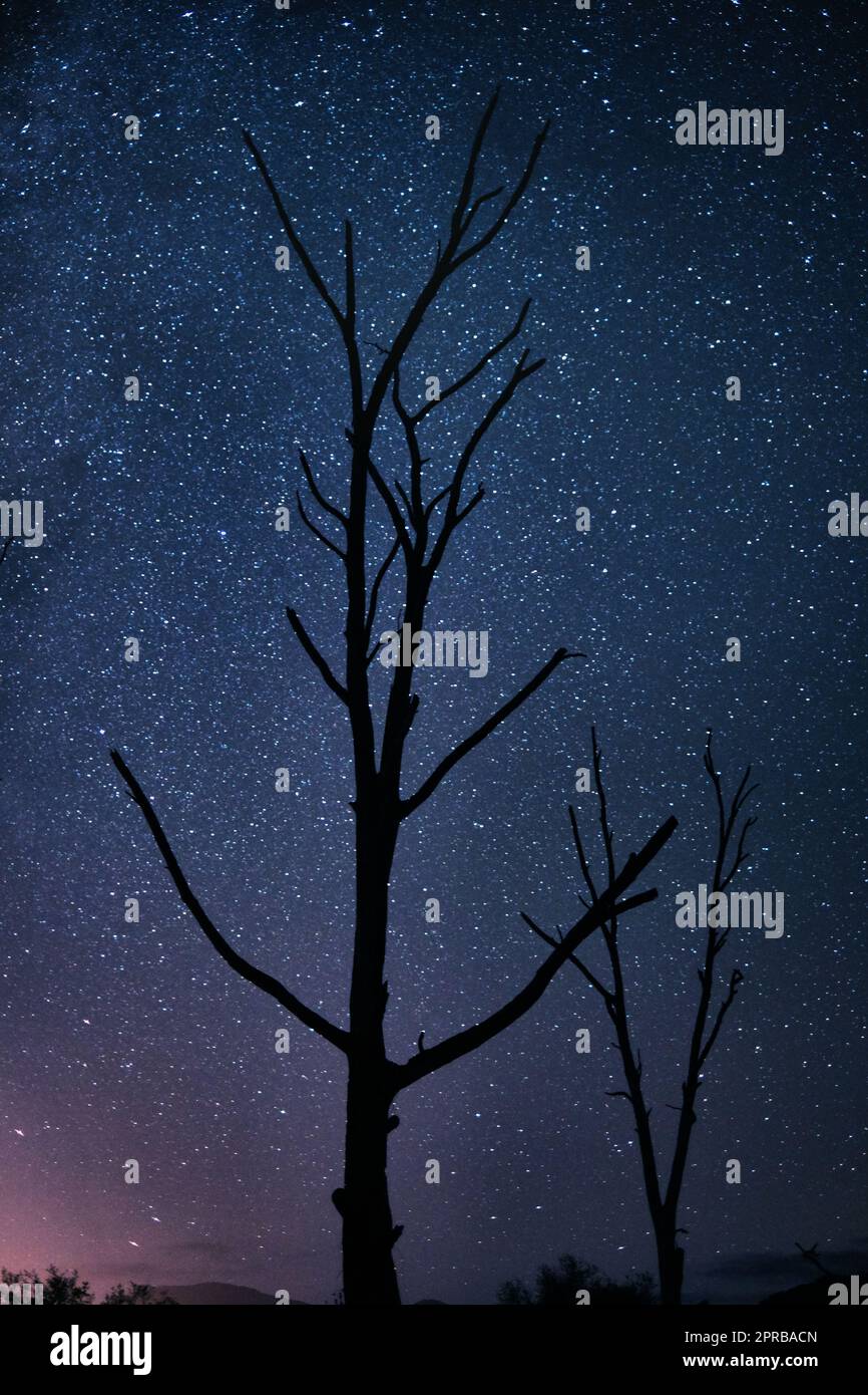 Dont fear the darkness, find the beauty in it. a tall tree on a dark ...